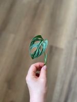 Monstera Monkey Leaf Ableger Hessen - Lichtenfels Vorschau