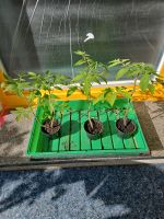 Tomatenpflanzen Niedersachsen - Melle Vorschau