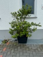 Pflanze mit Kübel Hessen - Maintal Vorschau