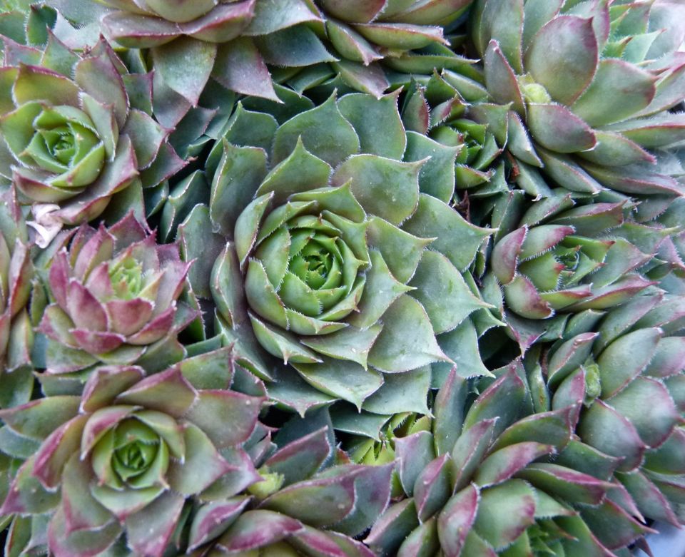 Sempervivum Hauswurz: ÜPaket zB 100 Ableger, tolle Farben+ Sorten in Bad Essen