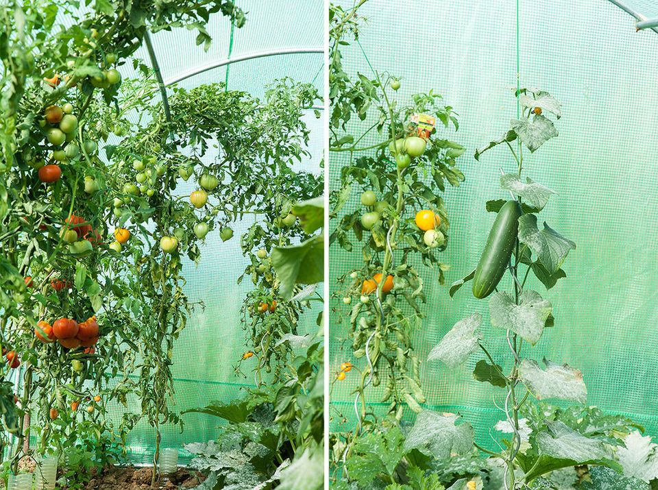 2x3m 2x3,5m 2,5x4 3x6m 3x10m Gewächshaus Folienzelt !!!AKTION!!!! Folientunnel Tomatenhaus Tomatenzelt in Berlin