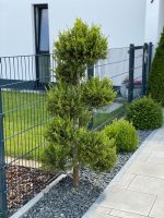 ✅✅ Doppelstabmattenzaun ZAUN Gartenzaun 25m 1,23m Hoch NEU ✅✅ Bayern - Mühlhausen i.d. Oberpfalz Vorschau