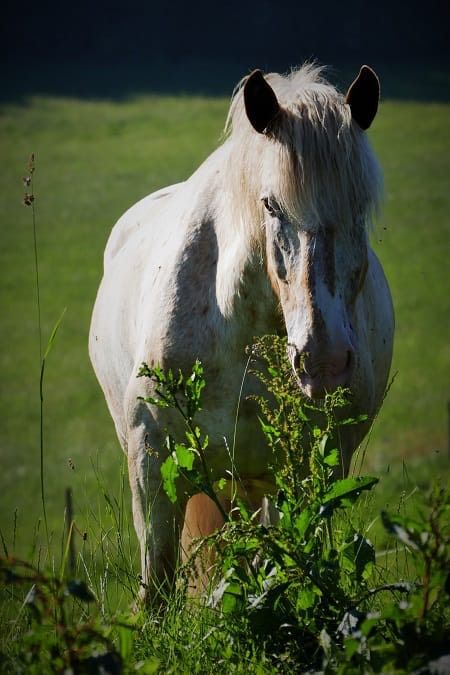 Unabhängige Futterberatung(rein natürlich) & Pferdearomatherapeut in Woringen