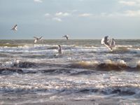 Ferienwohnung, Ostsee, Fehmarn, Südstrand, Wohnung direkt am Meer Kreis Ostholstein - Fehmarn Vorschau