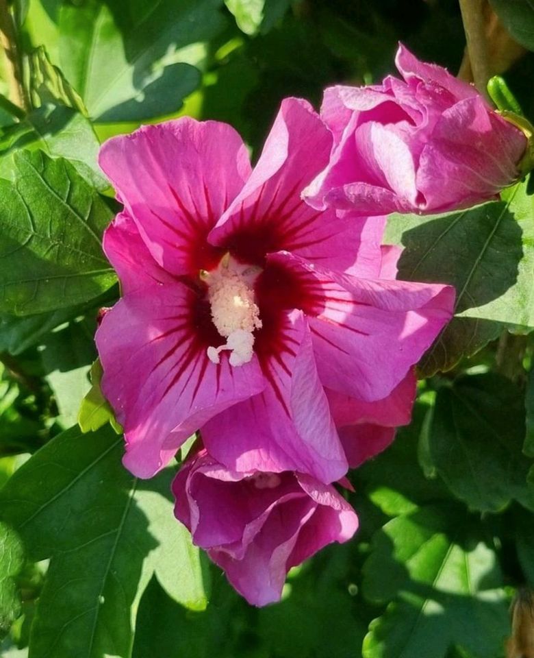 Hibiskus max. 190 cm abzugeben, noch ein paar Stück verfügbar in Nordsehl