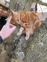 Katze Entlaufen Windheim (Am Markt) Nordrhein-Westfalen - Petershagen Vorschau