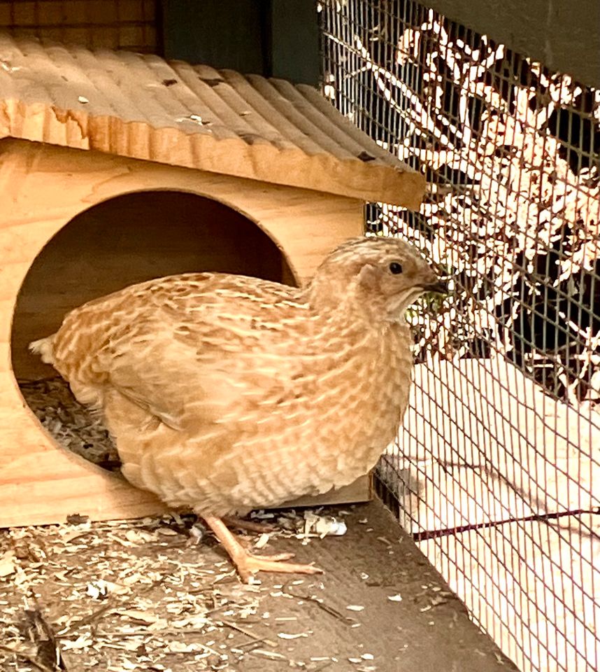 Wachtelhahn, 10Wochen in Erfurt