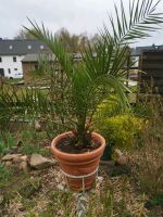 Dattelpalme Palme Gartenpflanze  Palmenpflanze Winterhart Sachsen - Haselbachtal Vorschau