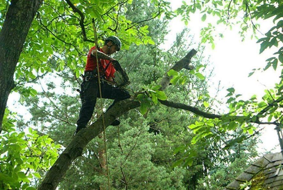 # Heckenentfernung / Wurzelentfernung / Baumfällung # in Bedburg