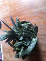 Gasteria obliqua Sukkulente Nordrhein-Westfalen - Ochtrup Vorschau