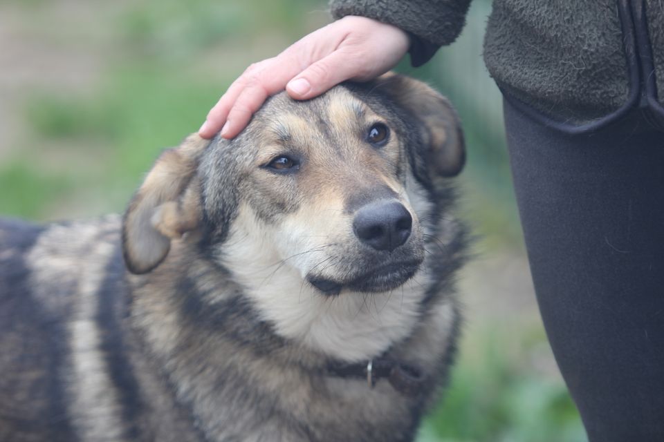 Schäferhund-Mischling PEPPINO sucht Zuhause in Tellingstedt