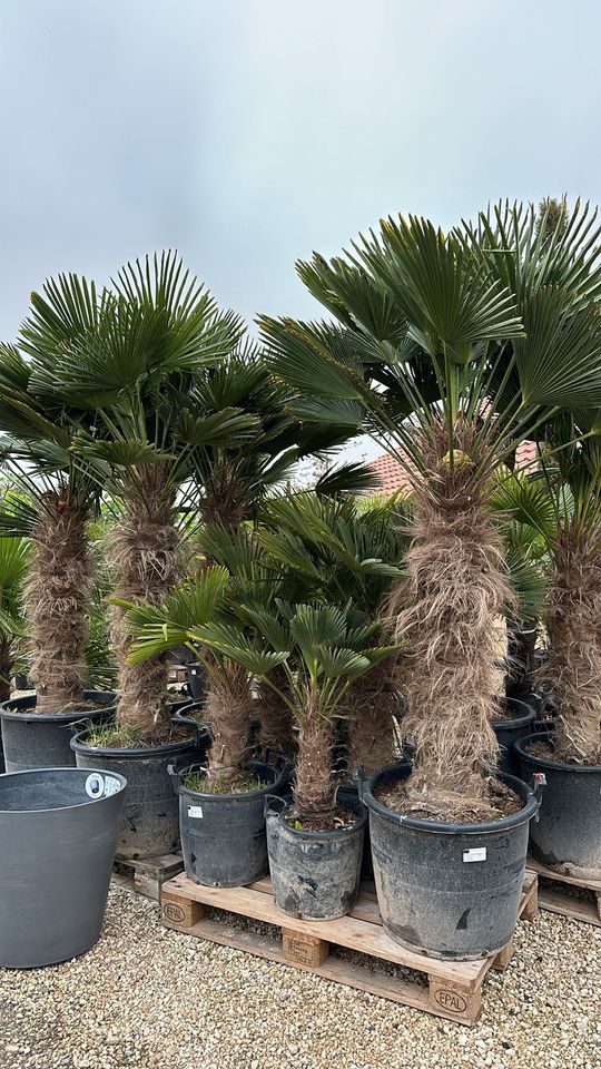 Hanfpalme Trachycarpus „Wagnerianus“, frosthart in Straußfurt