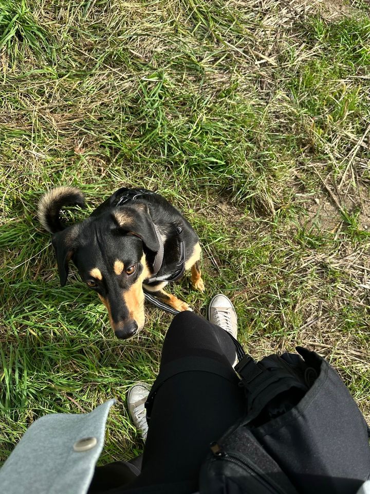 Pablo sucht sein zu Hause für immer! in Oldenburg