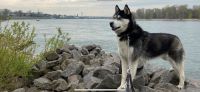 liebevoller Siberian Husky sucht ein neues Zuhause Niedersachsen - Garbsen Vorschau