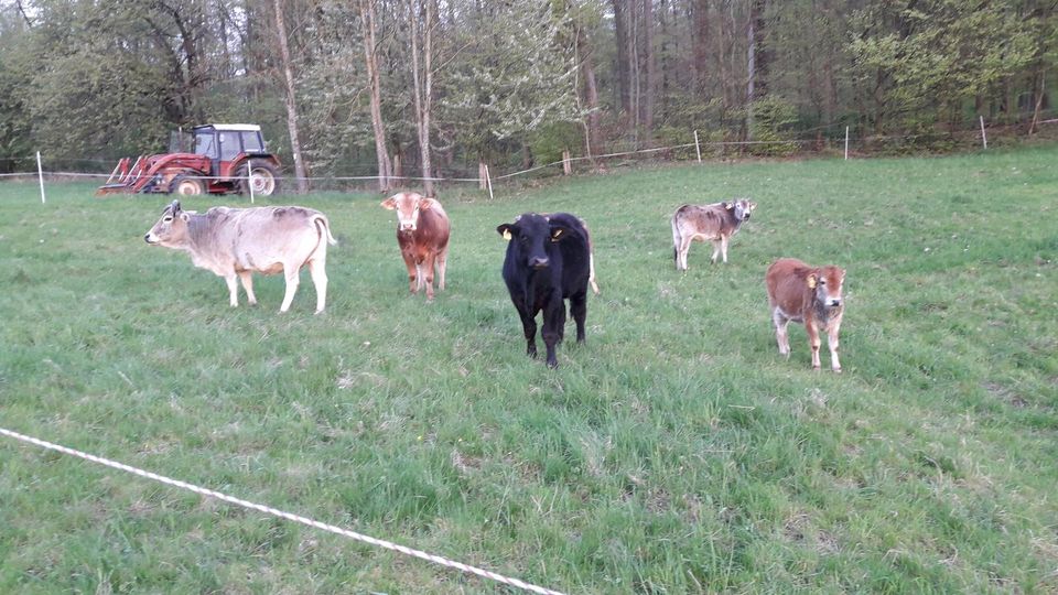 Zwerg Zebu Rinder in Nidda