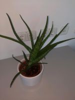 Aloe Pflanze - Echte Aloe Hessen - Eschborn Vorschau