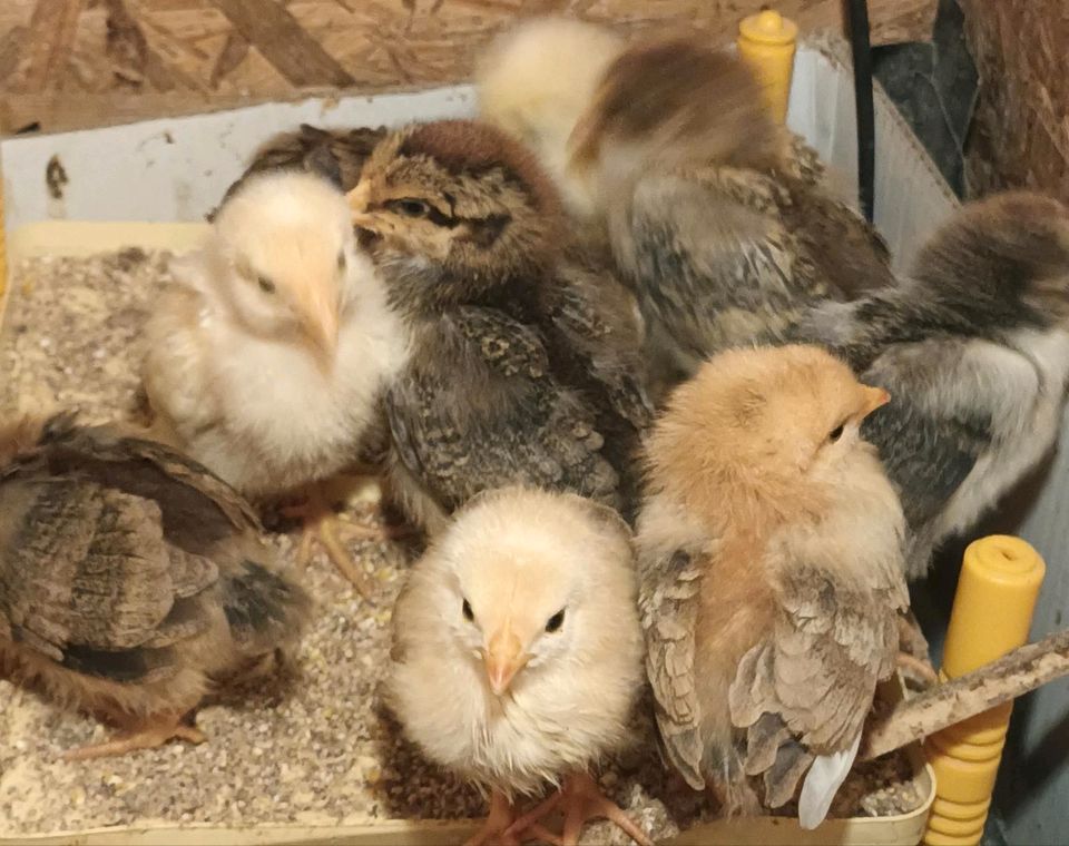 Bio Küken Schwedisches Blumenhuhn  / franz. Marans / Creme-Legbar in Weilmünster