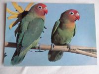 2 Bilder von Hühner, Vögel, Enten aus Papier 21 x 14,5 cm Rheinland-Pfalz - Guntersblum Vorschau