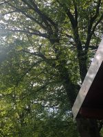 2 Bäume ausschneiden Gartenarbeit Bayern - Gundelsheim Vorschau