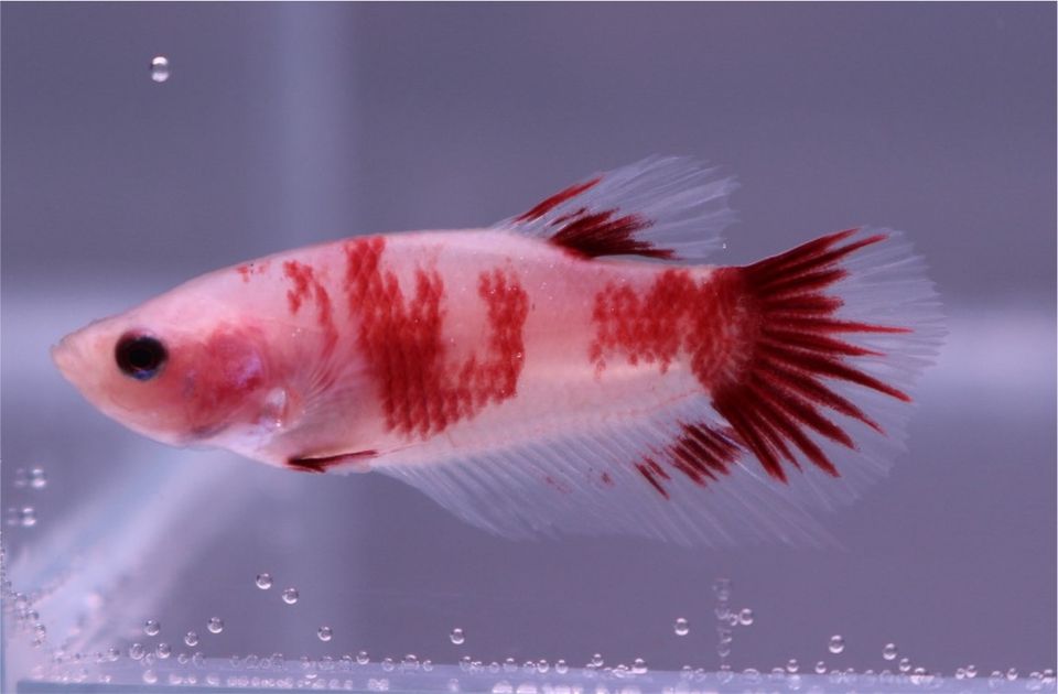 Betta Splendens // Kampffisch // Dalmatian HMPK Zuchtpärchen in Berlin