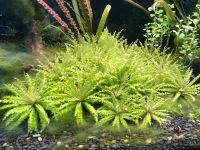 Aquarienpflanze Pogostemon Helferi Baden-Württemberg - Villingen-Schwenningen Vorschau