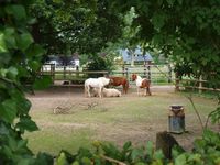 Biete Shetty Offenstall, Minishetty, Rehepony Niedersachsen - Loxstedt Vorschau