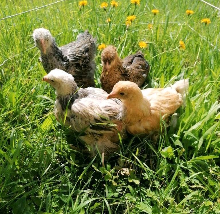 Junge Hähne abzugeben Gockel Hühner Geflügel in Edelsfeld