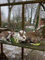 3 Kaninchen zu verkaufen Niedersachsen - Zeven Vorschau
