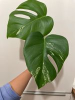 Monstera albo variegata Kr. München - Unterschleißheim Vorschau