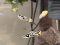 Aquarium Fische | verschiedene Guppys (vorwiegend Männchen) Baden-Württemberg - Riedlingen Vorschau