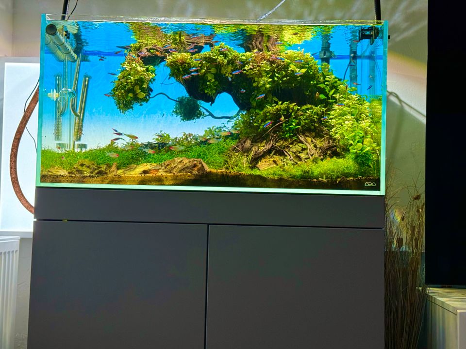 Exklusives ADA Weißglas-Aquarium 90 mit – Wettbewerbsniveau in München