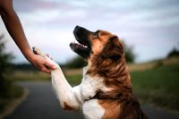 Fotoshooting/Tierfotoshooting Saarbrücken-Halberg - Eschringen Vorschau