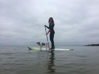 SUP Kurs mit Hund 1H auf der Insel Rügen Mecklenburg-Vorpommern - Mönchgut, Ostseebad Vorschau