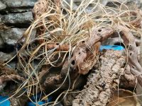 Gräser Terrarium Deko Wüste Steppe Gecko Pampasgras Thüringen - Heilbad Heiligenstadt Vorschau