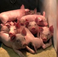 SUCHE Maststall Schweinemast Lohnmast Nordrhein-Westfalen - Haltern am See Vorschau