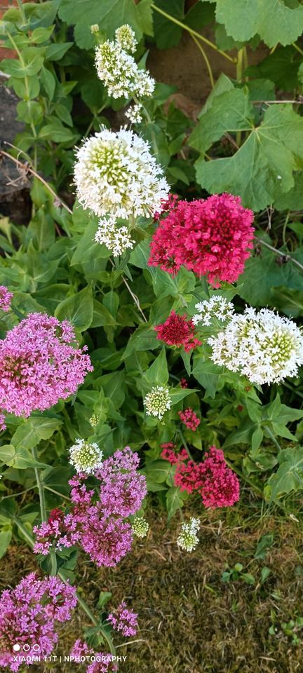 Samen Spornblume weiß-rosa-pink mehrjährig in Schwerin