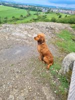 Cocker Spaniel Weibchen Hessen - Künzell Vorschau