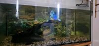 Aquarium für axolotl oder Zierfische Kiel - Mettenhof Vorschau