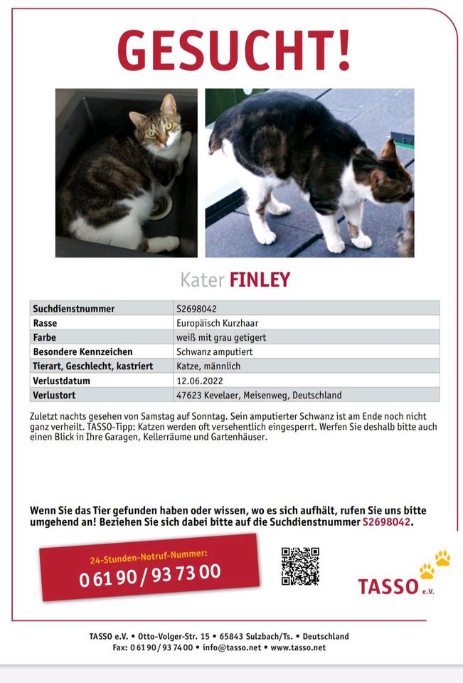 Kater Finley vermisst in Kevelaer