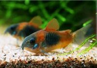 Corydoras Venezuela Orange Panzerwelse Rheinland-Pfalz - Trier Vorschau