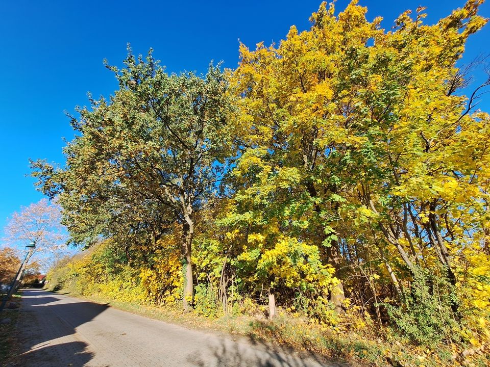 Attraktive Bauparzelle am Ortsrand von Pfaffendorf! in Rietz-Neuendorf