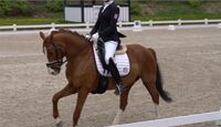 Dressurpony mit top Abstammung Hessen - Rosenthal Vorschau