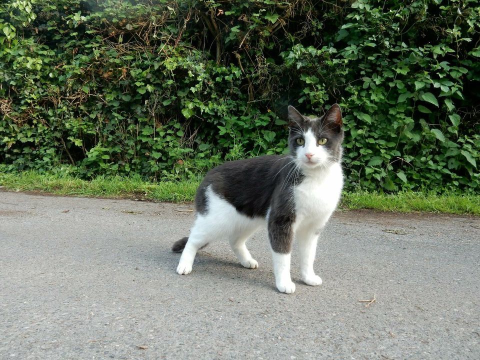 Katze Murkel ist verschwunden in Würselen