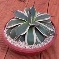 Agave parryi “Cream Spice” variegated 18-20 cm Durchmesser Bayern - Altfraunhofen Vorschau