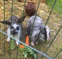 ZwergKaninchen Weibchen Hessen - Marburg Vorschau