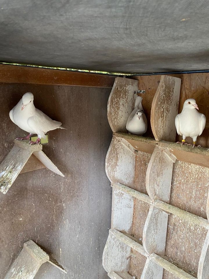 Brieftauben Tauben weiß in Bocholt