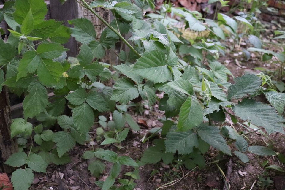 Beeren Mahonie Busch Strauch gelbe Blüten schwarz-blaue Beeren in Beetzendorf