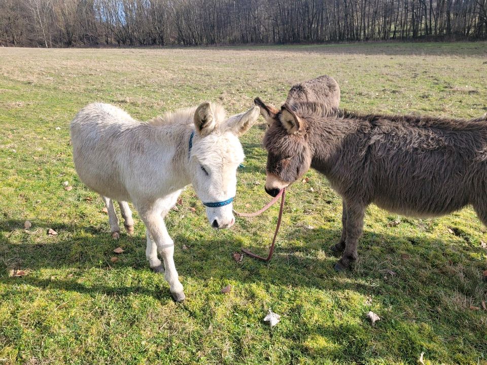 Esel Familie zu verkaufen in Wittstock/Dosse