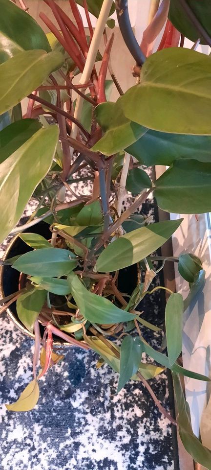 Rotblättriger Philodendron zimmerpflanze in Langerwehe
