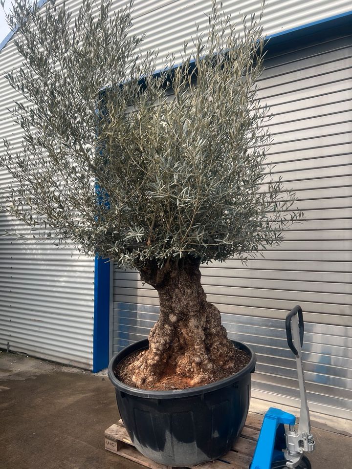 Olivenbaum Olea europea winterhart in Altlußheim